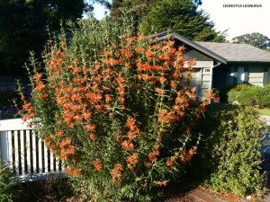 Leonotus leonurus - blooming 2